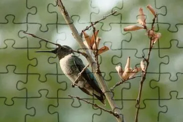 Hummingbird jigsaw puzzle