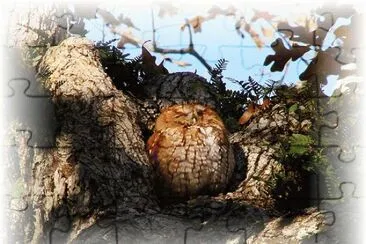 Owl jigsaw puzzle