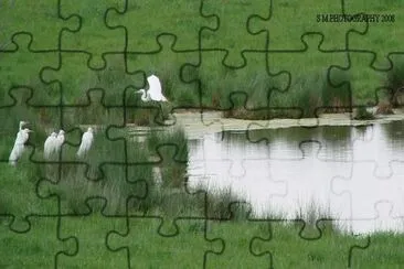 Group of Egrets