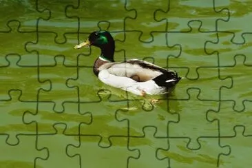 un pato jigsaw puzzle