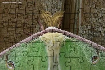 Moth Closeup jigsaw puzzle