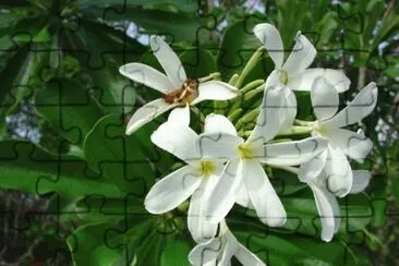 sac nicte jigsaw puzzle