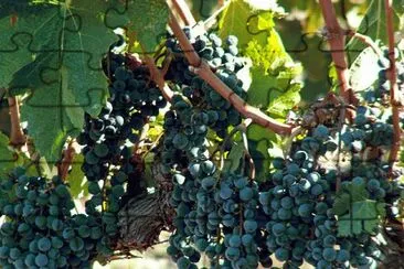 Grapes on the Vine-Castello di Amorsa Winery