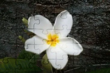 Rosa de mayo