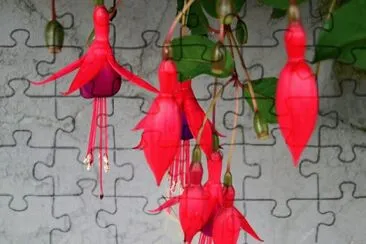 flores