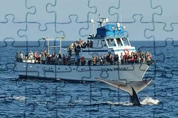 Whale Watching-Dana Point jigsaw puzzle
