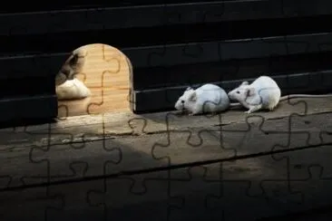 b jigsaw puzzle