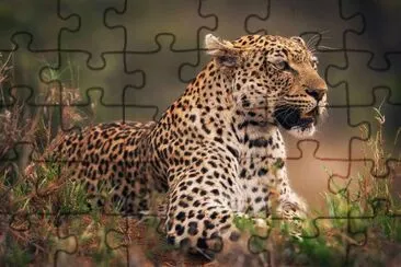 . jigsaw puzzle