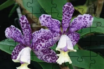 Purple Tiger Orchid