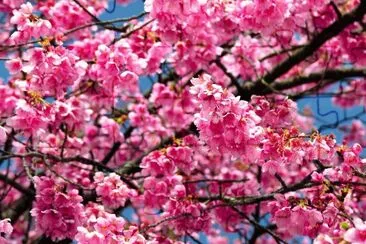 Fruiter en flor