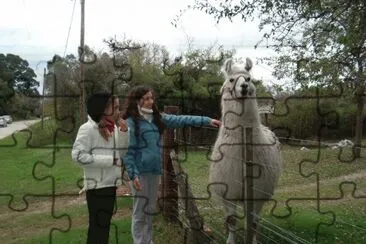 llama
