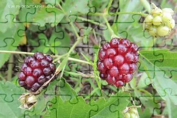 פאזל של Blackberries