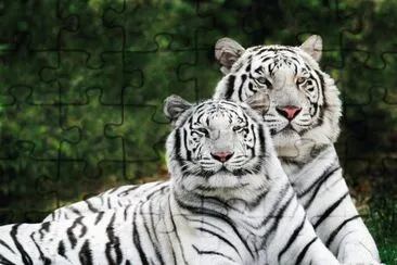 Tigre blanco