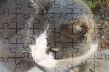 פאזל של 