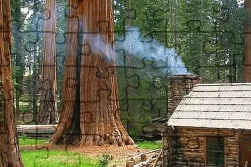 California redwoods jigsaw puzzle