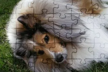 Collie