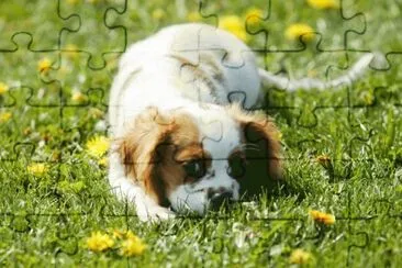 Cachorrito jugueton