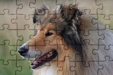 פאזל של canino- collie