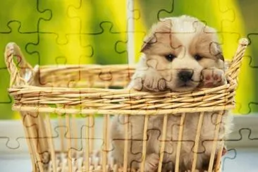 Cachorrito-BB