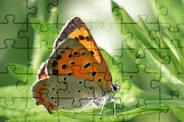 Mariposa jigsaw puzzle