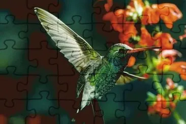 Colibri jigsaw puzzle