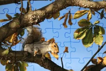 Ardilla-Arbol