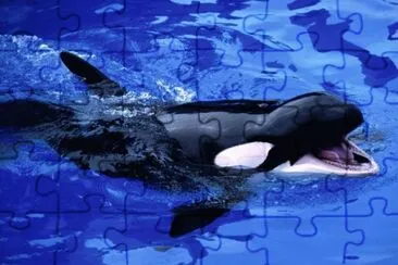 Ballena BB