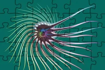flagellum