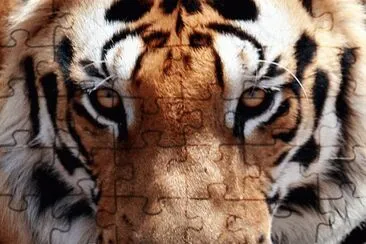 Tigre jigsaw puzzle