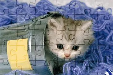 gato
