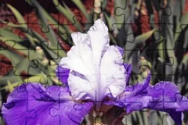 Purple and White Iris jigsaw puzzle