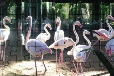 Flamingos