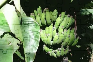 Banana bunch