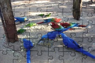 Blue parrots