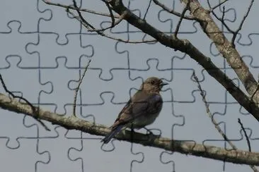Young Eastern Bluebird