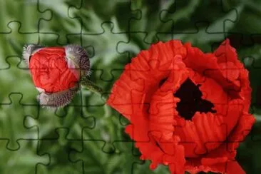 q jigsaw puzzle