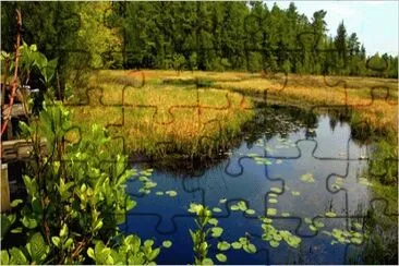 Pine Barrens