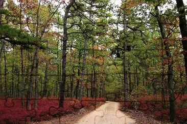 Pine Barrens