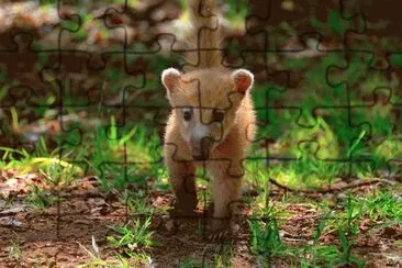 coati jigsaw puzzle