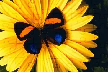 borboleta no girasol jigsaw puzzle