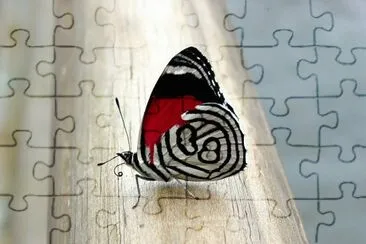 borboleta jigsaw puzzle