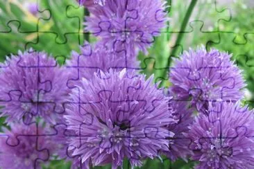 פאזל של GrÃ¤slÃ¶ksblomma