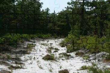 Pine Barrens