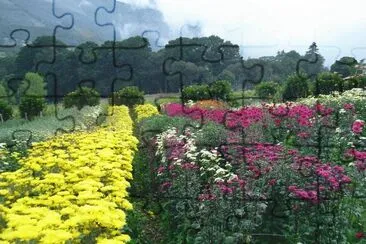 Flores Mesa de Aura, Cordero, TÃ¡chira, Venezuela jigsaw puzzle