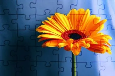 girassol jigsaw puzzle