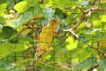 Goldfinch jigsaw puzzle