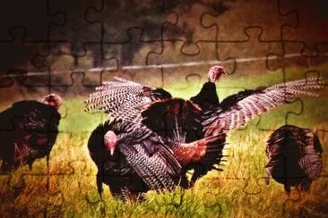 Turkeys jigsaw puzzle