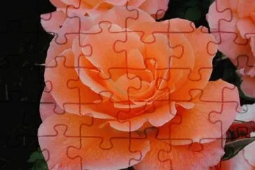 Rosa Naranja
