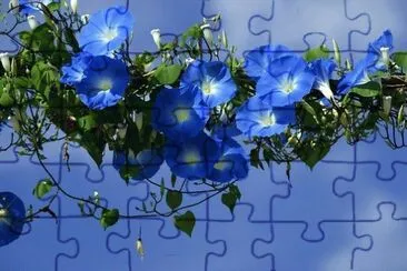 flores azules