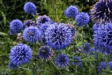פאזל של Purple Globe Thistle